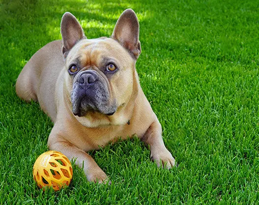 small boston terrier lying on artificial grass lawn in Surprise, Arizona. He has an orange ball in front of him