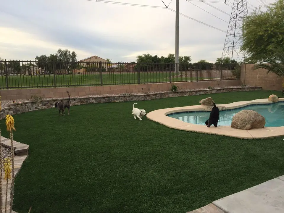 3 dogs sniffing and walking on some new artificial turf for pets. Green artificial turf is next to some travertine pavers by a pool