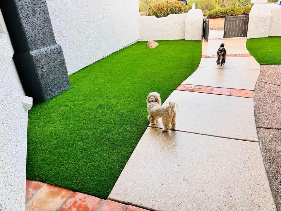 two dogs enjoying freshly installed pet-firendly artificial grass. Project completed by Surprise Artificial Grass Co